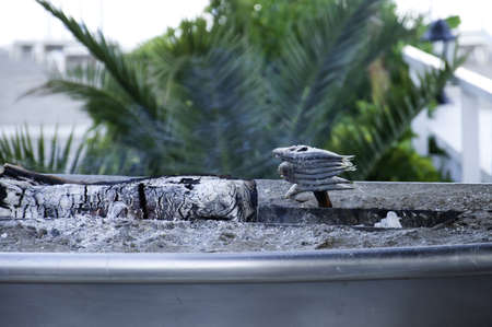 Several sardines on a skewer getting cooked の写真素材