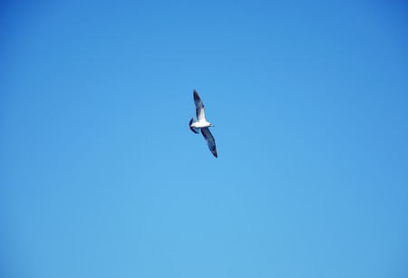 Flying seagull on skyの写真素材
