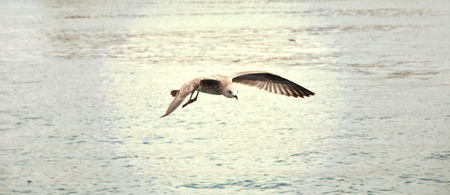 Flying seagull over the sea