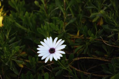 White daisy in green grass, innocence.の写真素材