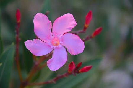 Beautiful pink oleander flower. Soft focus pink oleander flower stand alone in garden. Love, beauty,...