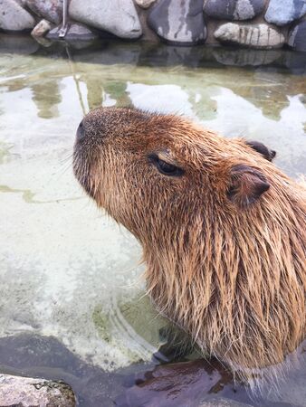 Capybara soaked in waterの写真素材