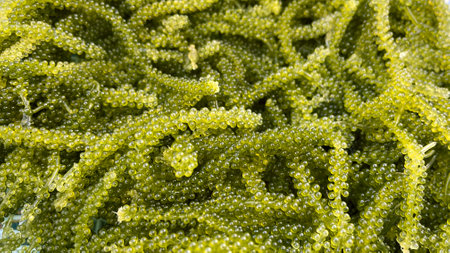 fresh green caviar okinawa kubirezuta close-up
