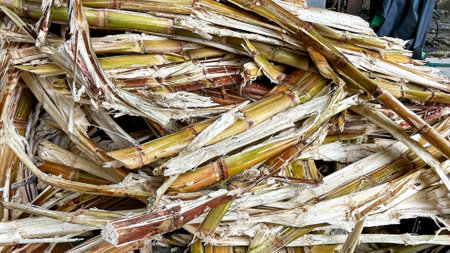 Sugar cane stacked in a pile for sale in the market.の写真素材