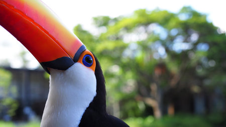 Colorful and beautiful toucan close-upの写真素材