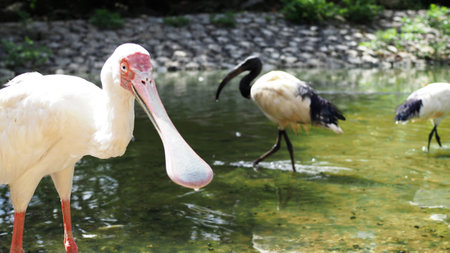 African Spoonbill and African Sacred Ibis Theme Parkの写真素材