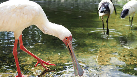 African Spoonbill and African Sacred Ibis Theme Parkの写真素材