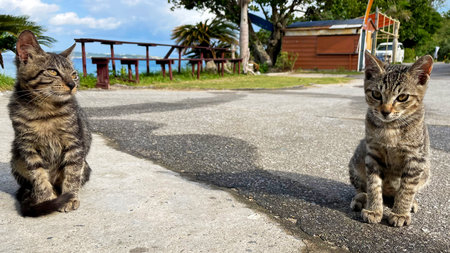 Okinawa, cats on a remote island relaxing by the sea, relaxing island timeの写真素材