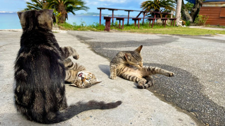 Okinawa, cats on a remote island relaxing by the sea, relaxing island timeの写真素材