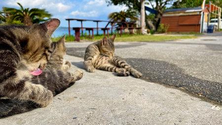 Okinawa, cats on a remote island relaxing by the sea, relaxing island timeの写真素材
