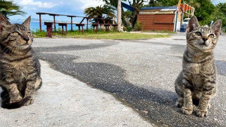 Okinawa, cats on a remote island relaxing by the sea, relaxing island timeの写真素材