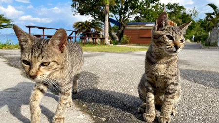 Okinawa, cats on a remote island relaxing by the sea, relaxing island time