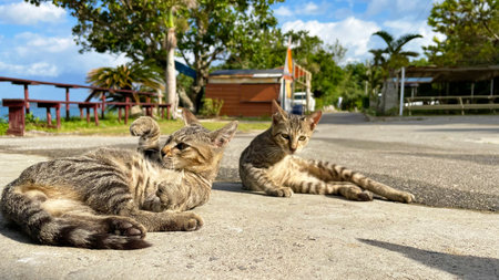 Okinawa, cats on a remote island relaxing by the sea, relaxing island timeの写真素材