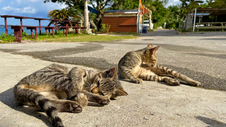 Okinawa, cats on a remote island relaxing by the sea, relaxing island timeの写真素材