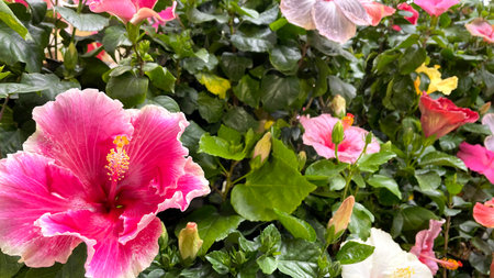Colorful hibiscus flowers, Iejima, Okinawa, Japanの写真素材