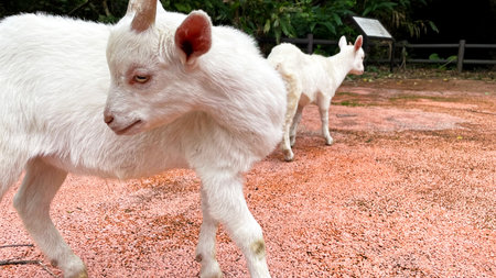 White goat in nature, Tokashiki Island, Okinawa Prefectureの写真素材