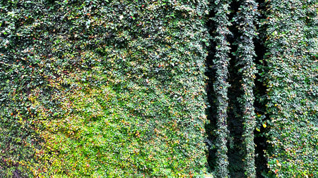 Texture of ivy plants decorating a green wall