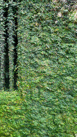 Texture of ivy plants decorating a green wall