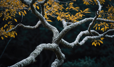 A thick, gnarled tree branch covered in moss stands out against a dark, green background with a few yellow leaves clinging onの素材