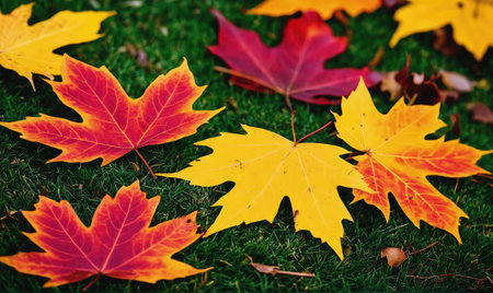 Colorful maple leaves have fallen to the ground, creating a beautiful autumn sceneの素材