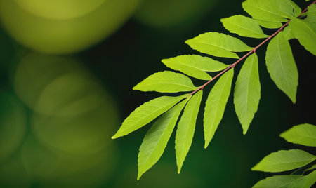 A close-up of a branch of green leaves against a blurred background of foliageの素材