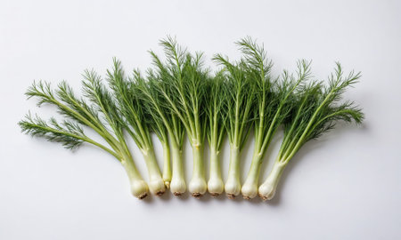 Nine fresh fennel stalks lay on a white surfaceの素材