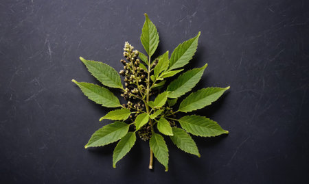 A sprig of green leaves and buds sits on a dark gray surfaceの素材