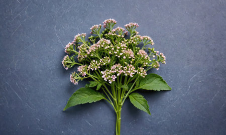 A small bouquet of white flowers with pink centers sits on a blue surfaceの素材