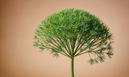A single stem of dill stands out against a muted brown backgroundの素材