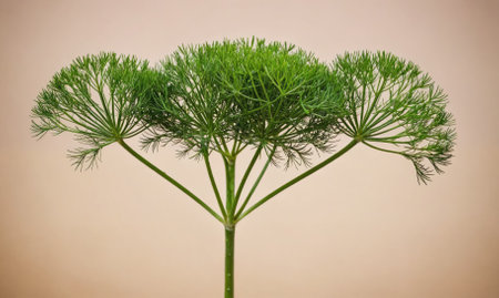 A single dill plant stands tall against a light brown backgroundの素材