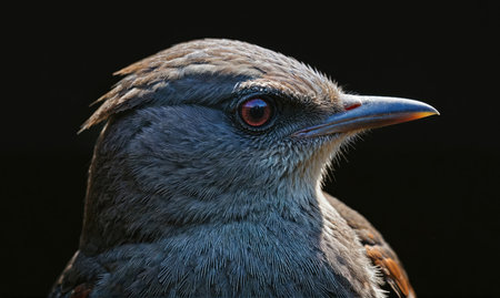 A gray bird with a long beak stares intently into the distance, its feathers catching the light against a dark backgroundの素材