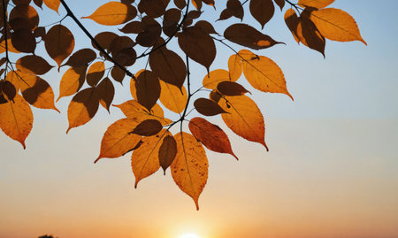Golden leaves frame the setting sun, creating a stunning autumnal viewの素材
