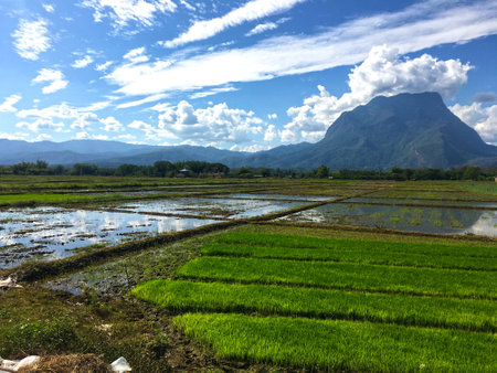 Mountain Doi Luang Chiang Dao behind thai rice fields in a beautiful sunny natural scenery.