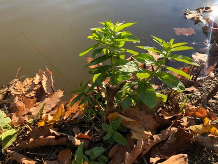Green plant by the sea. Dry leavesの写真素材