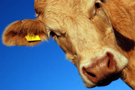 cow