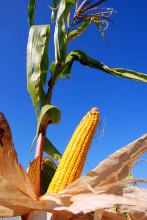 corn