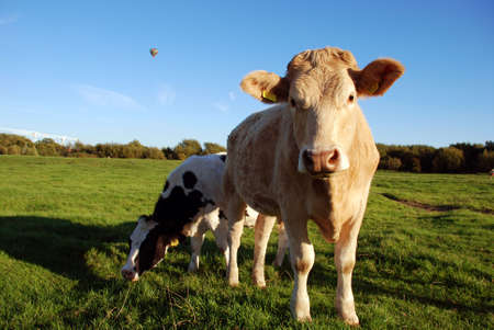 cow