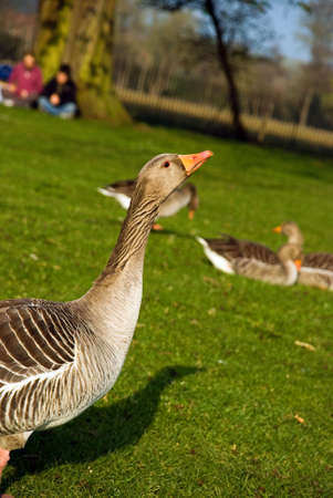 gooseの写真素材