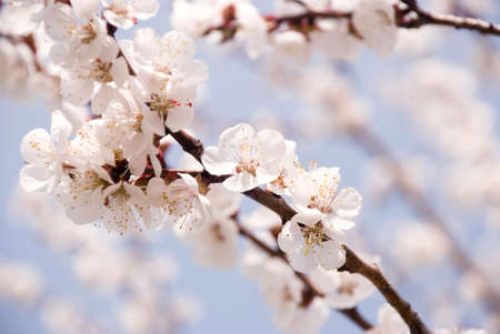 springの写真素材