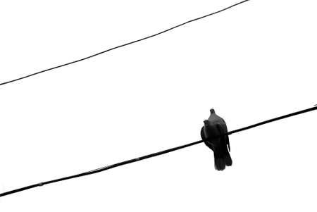 Doves in loveの写真素材