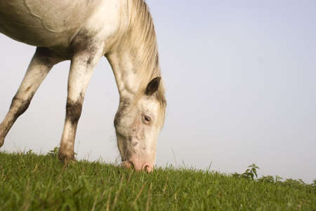 Horseの写真素材