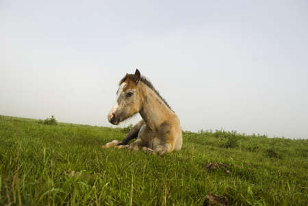 Horseの写真素材