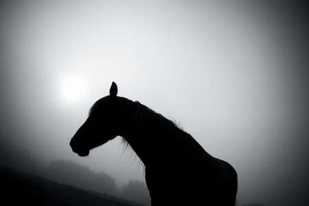 Horseの写真素材