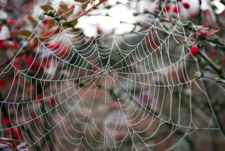 spider web