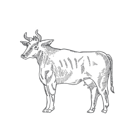 Cow Hand Drawn Vector Illustration. Abstract Domestic Animal Sketch. Engraving Style Drawing.のイラスト素材