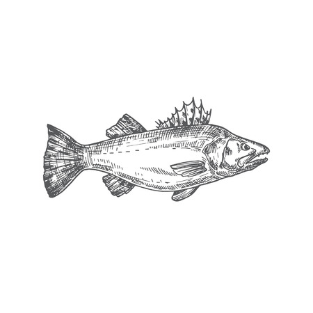 Zander Hand Drawn Vector Illustration. Abstract Pikeperch Fish Sketch. Engraving Style Drawing. Isolated.のイラスト素材