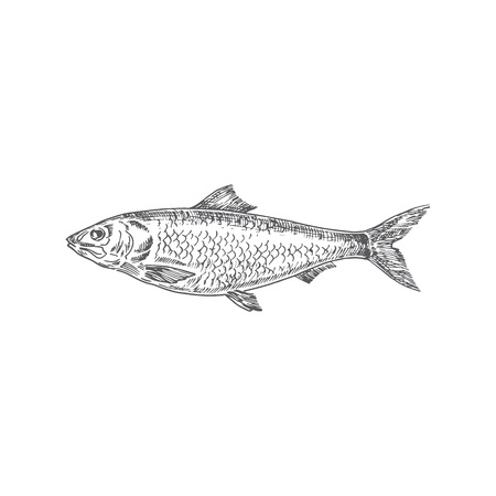 Herring Hand Drawn Vector Illustration. Abstract Fish Sketch. Engraving Style Drawing. Isolated.のイラスト素材