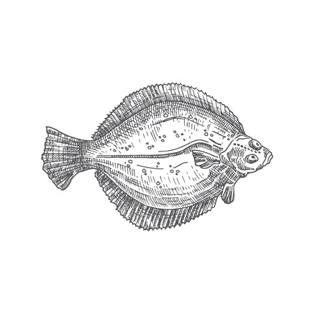 Flounder Hand Drawn Vector Illustration. Abstract Flat Fish Sketch. Engraving Style Drawing....