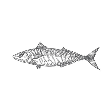 Mackerel Hand Drawn Vector Illustration. Abstract Fish Sketch. Engraving Style Drawing. Isolated.のイラスト素材