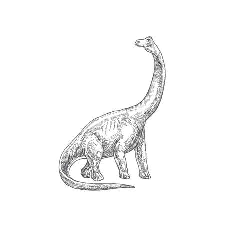Prehistoric Dinosaur Doodle Vector Illustration. Hand Drawn Brontosaurus Reptile Engraving Style Drawing.のイラスト素材